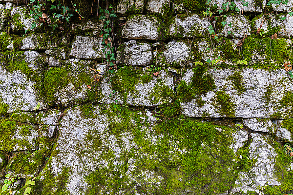 포토 JPG 해외이미지 식물 공원 벽 백그라운드 자연 표면 이끼 사람없음 야외 초록색 환경 정원 신선 질감 정리 층 내추럴 해외포토 공공시설 컬러 생태계 파일형식 이미지허브