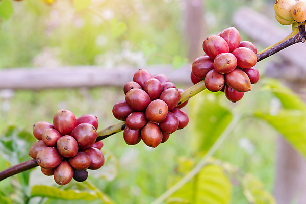포토 JPG 해외이미지 나무 식물 열매 꽃 산업 아시아 커피 음료 음식 여행 잎 밭 농업 과일 자연 콩 씨앗 사람없음 빨간색 초록색 농장 일몰 카페 원두 수확 성장 나뭇가지 신선 뜨거움 낟알 굽기 유기농 날것 아로마 발리 에스프레소 깊이 밭일 생태학 숙성 아라비카 카페인 해외포토 웰빙 교육 나라 컬러 섬 곡류 노을 상점 구이 생태계 인도네시아 파일형식 이미지허브