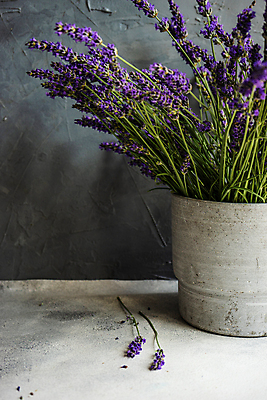 포토 JPG 해외이미지 꽃 화분 실내 사람없음 담기 라벤더 해외포토 식물 모션 내부 허브 파일형식 이미지허브