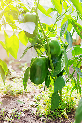 포토 JPG 해외이미지 식물 음식 잎 농업 채소 재료 자연 파프리카 건강 사람없음 초록색 농장 정원 수확 성장 시골 신선 유기농 원예 후추 건강식 모종 밭일 숙성 온실 채식주의자 해외포토 웰빙 산업 컬러 취미 향신료 생태계 채식 파일형식 이미지허브