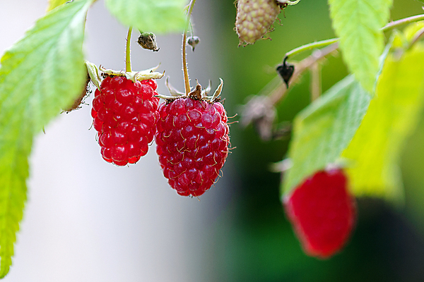 포토 JPG 해외이미지 식물 계절 열매 음식 백그라운드 잎 농업 과일 자연 매달리기 사람없음 빨간색 초록색 햇빛 농장 정원 맑음 활발 수확 성장 나뭇가지 신선 닫기 달콤 숲 다발 유기농 원예 산딸기 내추럴 바이오 밭일 숙성 세련 해외포토 나무 웰빙 산업 컬러 컨셉 모션 날씨 취미 태양 맛 생태계 파일형식 이미지허브