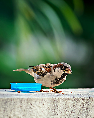포토 JPG 해외이미지 나무 동물 응시 여자 야생동물 백그라운드 자연 조류 주택 앉기 사람없음 야외 가로 초록색 컬러풀 갈색 회색 나뭇가지 도시 닫기 작음 깃털 경계 부리 참새 녹색배경 내추럴 해외포토 식물 시선 컬러 모션 사람 건물 크기 생태계 파일형식 이미지허브