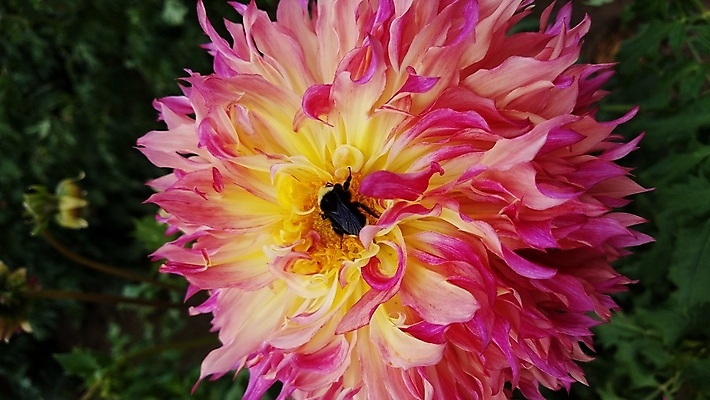 포토 JPG 해외이미지 식물 동물 꽃잎 꽃 야생동물 분홍색 곤충 잎 자연 사람없음 야외 초록색 컬러풀 노란색 검은색 봄 벚꽃 개화 호박벌 해외포토 계절 컬러 벌_곤충 생태계 파일형식 이미지허브