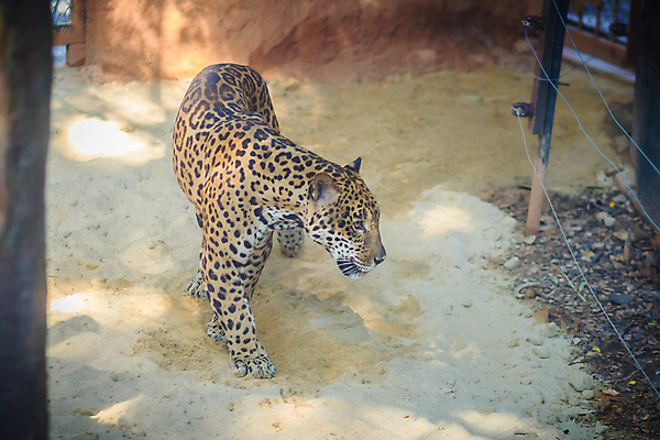 포토 JPG 해외이미지 주간 한마리 응시 야생동물 아프리카 자연 동물원 사람없음 야외 맹수 표범 케이지 해외포토 반려용품 자연요소 동물 1 시선 나라 포유류 오브젝트 생태계 파일형식 이미지허브