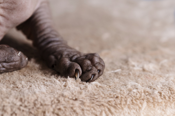포토 JPG 해외이미지 한마리 발 바닥 실내 근접촬영 사람없음 아웃포커스 반려동물 귀여움 고양이 발톱 스핑크스고양이 반려묘 해외포토 동물 1 뷰포인트 컨셉 포유류 촬영기법 내부 신체부위 파일형식 이미지허브