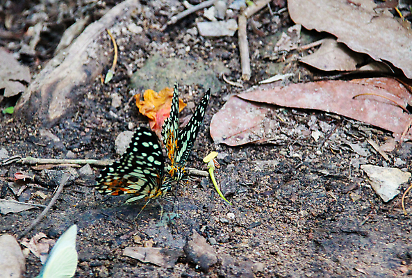 포토 JPG 해외이미지 동물 꽃 야생동물 곤충 백그라운드 자연 풍경 사람없음 야외 초록색 여름 컬러풀 햇빛 갈색 노란색 환경 정원 검은색 봄 흰색 그룹 벌레 소프트포커스 숲 작음 묘사 자연백그라운드 버터 내추럴 동물상 땅바닥 양치류 해외포토 식물 계절 컬러 바닥 촬영기법 태양 조형물 크기 생태계 파일형식 이미지허브