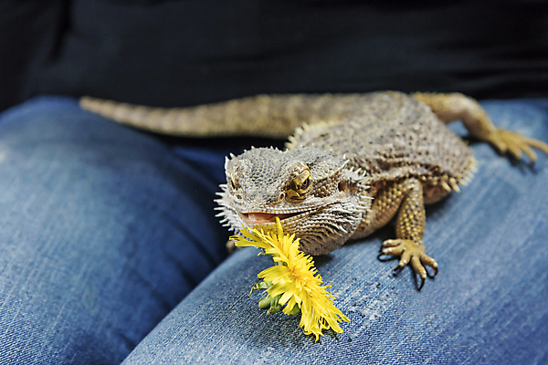 포토 JPG 해외이미지 식물 동물 꽃 야생동물 백그라운드 파충류 자연 사람없음 빛 컬러풀 노란색 식사 청바지 민들레 혀 도마뱀 육식동물 무릎 내추럴 동물상 해외포토 컬러 바지 신체부위 조형물 입 생태계 파일형식 이미지허브