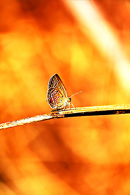 포토 JPG 해외이미지 동물 꽃 야생동물 나비 곤충 백그라운드 잎 밭 날개 오렌지 자연 불꽃 생물 털 따뜻함 안테나 성인 사람없음 초록색 파란색 빛 컬러풀 희망 줄무늬 흰색 벌레 보호 묘사 생물학 고립 깊이 생태학 카피스페이스 해외포토 식물 교육 감정 컬러 컨셉 무늬 농업 과일 통신 불 사람 공백 생태계 파일형식 이미지허브