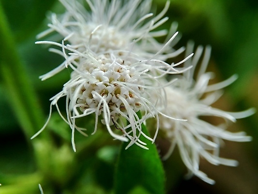포토 JPG 해외이미지 식물 꽃잎 꽃 야생동물 백그라운드 잎 패턴 밭 자연 건강 종류 사람없음 초록색 약 노란색 정원 보라색 봄 들꽃 성장 벚꽃 흰색 신선 허브 묘사 유기농 아로마테라피 내추럴 해외포토 동물 웰빙 계절 컬러 무늬 농업 의학 생태계 테라피 파일형식 이미지허브