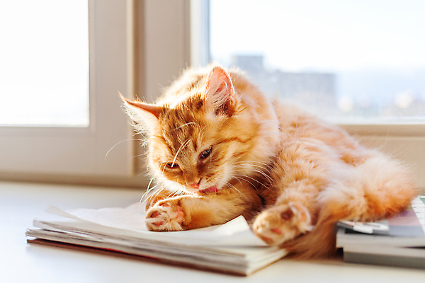 포토 JPG 해외이미지 동물 포유류 털 사람없음 빨간색 빛 반려동물 햇빛 고양이 핥기 혀 솜털 생강 그루밍 안락 해외포토 컬러 컨셉 채소 모션 태양 입 파일형식 이미지허브