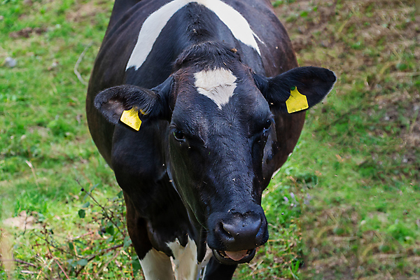 포토 JPG 해외이미지 영어 백그라운드 밭 농업 자연 영국 건강 사람없음 머리 검은색 가축 흰색 시골 소 내추럴 밭일 해외포토 동물 문자 유럽 산업 컬러 포유류 신체부위 생태계 파일형식 이미지허브