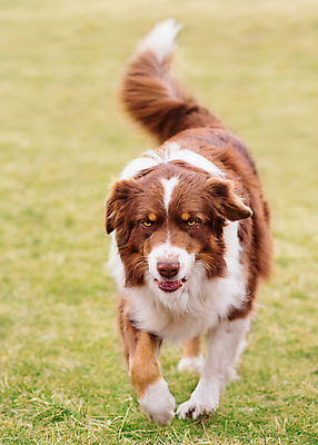 포토 JPG 해외이미지 동물 척추동물 1 응시 공원 행복 얼굴 포즈 백그라운드 포유류 자연 성인 사람없음 야외 빨간색 초록색 여름 반려동물 달리기 갈색 봄 산책 가을 흰색 양치기 개 호주 송곳니 기르기 동반자 옛날 유래 해외포토 직업 시선 계절 공공시설 감정 컬러 모션 휴식 사람 신체부위 오세아니아 치아 생태계 돌봄 파일형식 이미지허브