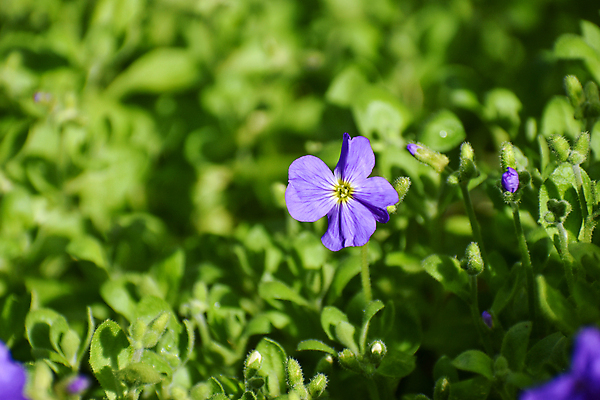 포토 JPG 해외이미지 식물 꽃 분홍색 백그라운드 꽃무늬 자연 사람없음 야외 파란색 정원 보라색 봄 활발 성장 벚꽃 신선 개화 그룹 제비꽃 원예 화단 세련 해외포토 계절 컬러 컨셉 무늬 취미 생태계 파일형식 이미지허브