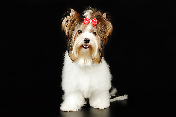 포토 JPG 해외이미지 동물 1 행복 새끼 백그라운드 새로움 털 사람없음 빨간색 반려동물 귀여움 검은색 거울 흰색 개 달콤 강아지 작음 요크셔테리어 테리어 활 솜털 송곳니 기르기 비버 삼색 해외포토 감정 컬러 컨셉 포유류 맛 치아 크기 돌봄 파일형식 이미지허브