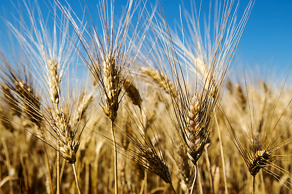 포토 JPG 해외이미지 식물 구름 계절 빵 줄기 밭 농업 자연 하늘 날씨 건조 옥수수 씨앗 풍경 사람없음 야외 여름 파란색 농작물 햇빛 태양 농장 노란색 맑음 활발 수확 성장 시골 황금 낟알 땅 시리얼 밀 보리 귀 장면 밀짚 숙성 호밀 세련 해외포토 자연요소 산업 음식 컬러 컨셉 곡류 신체부위 짚 생태계 파일형식 이미지허브
