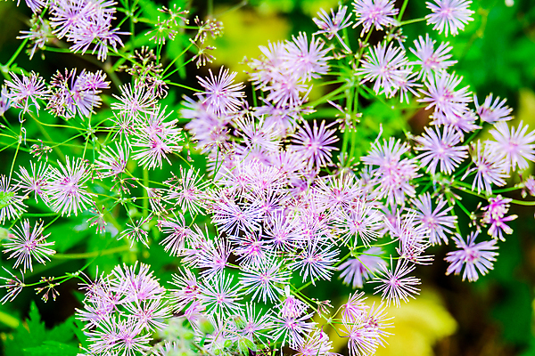 포토 JPG 해외이미지 식물 꽃 잎 꽃무늬 자연 종류 사람없음 정원 보라색 봄 벚꽃 성자 제비꽃 스위스 꽃가루 프랑스어 꽃수술 영원 진짜 해외포토 문자 계절 유럽 종교 컬러 무늬 가루 생태계 파일형식 이미지허브