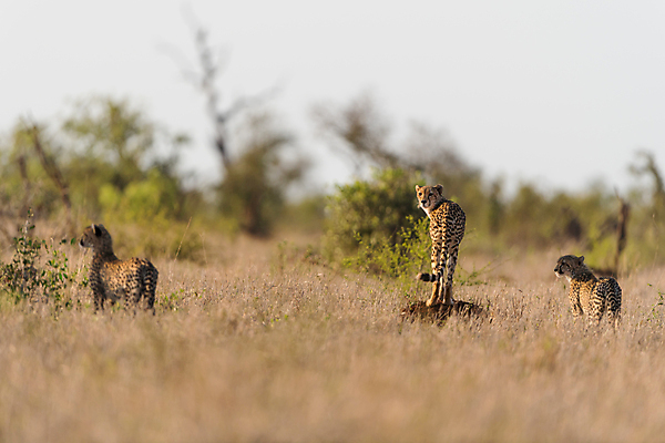 포토 JPG 해외이미지 동물 야생동물 포유류 아프리카 자연 국립공원 사람없음 고양이 힘 자녀 아기 점 작음 사파리 언덕 속도 사냥 육식동물 사냥꾼 마리아 케냐 서식지 치타 내추럴 나미비아 마사이족 세렝게티 탄자니아 해외포토 직업 공원 나라 종교 사람 반려동물 크기 생태계 남아프리카 파일형식 이미지허브