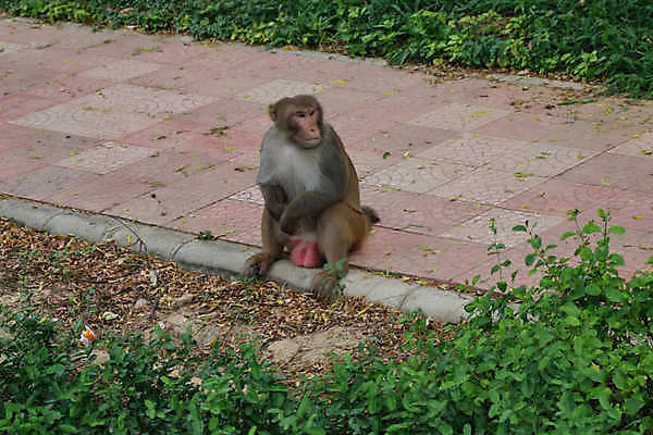 포토 JPG 해외이미지 동물 공원 아시아 야생동물 포유류 자연 거리 털 앉기 동양인 사람없음 야외 정원 원숭이 도시 보행로 인도인 서식지 유인원 길가 해외포토 외국인 공공시설 나라 길 모션 인종 생태계 파일형식 이미지허브
