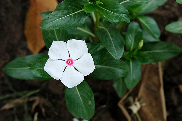 포토 JPG 해외이미지 식물 꽃잎 꽃 아시아 백그라운드 잎 꽃무늬 자연 고추 사람없음 야외 장식 초록색 빛 정원 보라색 들꽃 성장 벚꽃 흰색 나뭇가지 신선 개화 정상 원예 암 내추럴 영원 해외포토 나무 나라 컬러 무늬 채소 취미 질병 생태계 파일형식 이미지허브