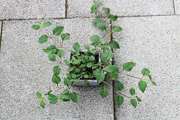 포토 JPG 해외이미지 식물 잎 자연 사람없음 나뭇가지 달콤 해외포토 나무 맛 생태계 파일형식 이미지허브