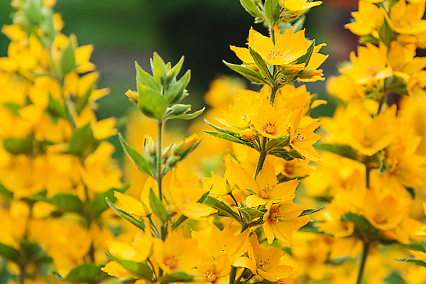 포토 JPG 해외이미지 식물 계절 꽃 잎 꽃무늬 자연 사람없음 장식 초록색 컬러풀 노란색 정원 봄 활발 성장 못 개화 원예 강렬 세련 해외포토 컬러 컨셉 무늬 취미 공구 생태계 파일형식 이미지허브