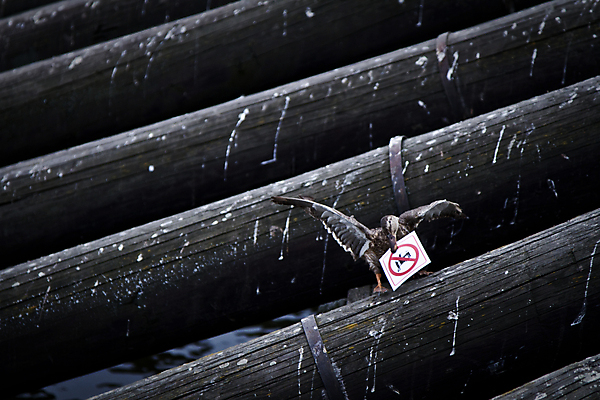 포토 JPG 해외이미지 나무 동물 공원 호수 물결 바다 포즈 이동 자연 조류 오리 사람없음 목재 물 강 농장 수영 가축 침묵 시골 연못 잡기 먹기 사인 통나무 운하 수유 해외포토 자연요소 식물 공공시설 컨셉 농업 재료 모션 소리 수상스포츠 생태계 파일형식 이미지허브