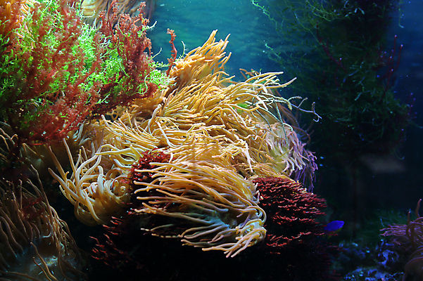 포토 JPG 해외이미지 식물 디자인 바다 백그라운드 자연 유리 표면 주택 아이디어 사람없음 내부 장식 물 반사 수중 저수지 투명 해조류 에코 수족관 시스템 노려봄 내추럴 특별함 해외포토 자연요소 컨셉 재질 표정 건물 환경 해양식물 생태계 파일형식 이미지허브