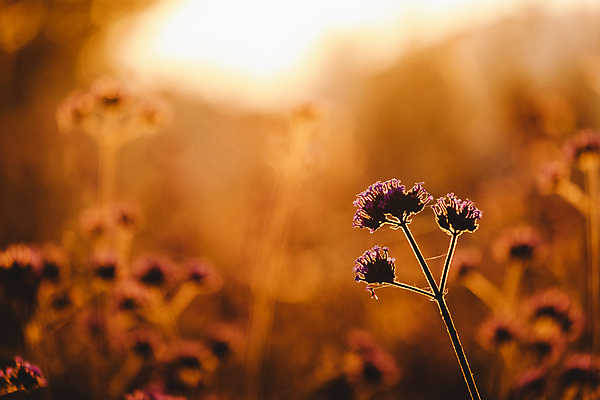 포토 JPG 해외이미지 식물 꽃 자연 사람없음 일몰 내추럴 해외포토 노을 생태계 파일형식 이미지허브
