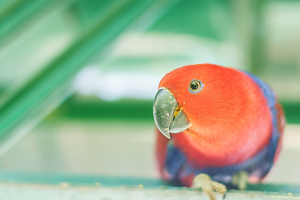 포토 JPG 해외이미지 동물 조류 동물원 사람없음 앵무새 해외포토 파일형식 이미지허브
