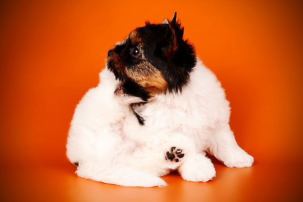 포토 JPG 해외이미지 나무 동물 1 행복 새끼 백그라운드 크리스마스 공 휴가 새로움 털 사람없음 장식 빨간색 반려동물 산타클로스 귀여움 검은색 거울 흰색 개 달콤 강아지 작음 샴페인 요크셔테리어 테리어 연도 활 솜털 송곳니 기르기 비버 삼색 해외포토 식물 기념일 감정 컬러 컨셉 포유류 주류 맛 치아 크기 돌봄 파일형식 이미지허브