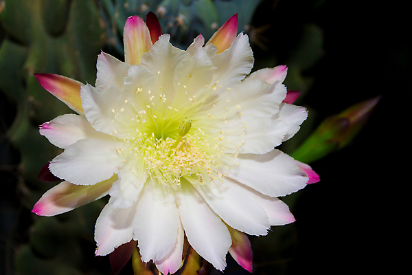 포토 JPG 해외이미지 식물 꽃 백그라운드 꽃무늬 일러스트 자연 선인장 사람없음 초록색 벚꽃 흰색 개화 야간 거인 여왕 고립 이국적 해외포토 자연요소 컬러 무늬 생태계 파일형식 이미지허브