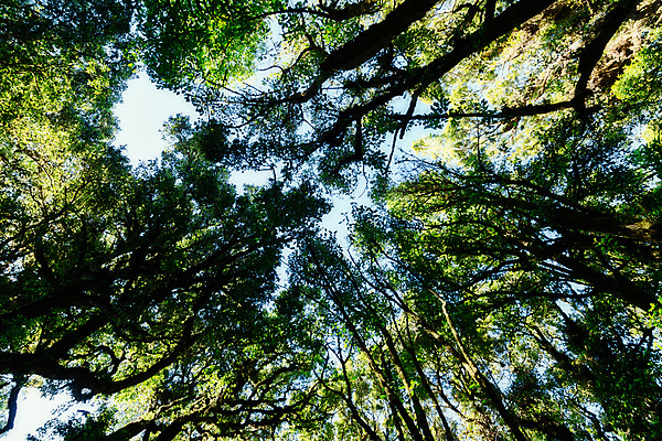 포토 JPG 해외이미지 나무 백그라운드 자연 풍경 사람없음 초록색 태양 숲 해외포토 자연요소 식물 컬러 생태계 파일형식 이미지허브
