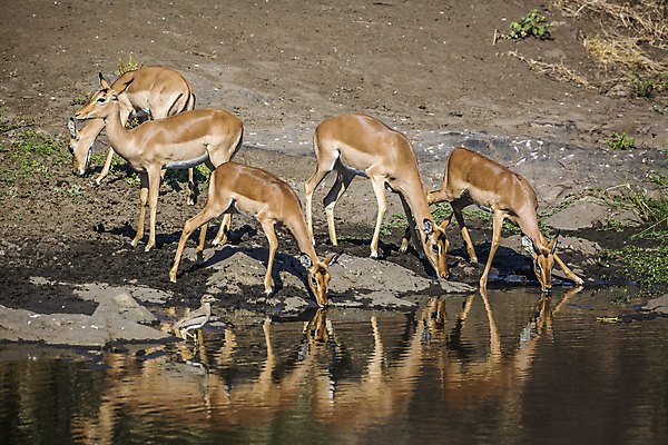포토 JPG 해외이미지 동물 야생동물 포유류 아프리카 자연 국립공원 풍경 사람없음 가로 물 관광지 반사 그룹 황무지 보호 사파리 영양 서식지 남아프리카 보츠와나 보호구역 해외포토 자연요소 공원 나라 여행 컨셉 생태계 구역 파일형식 이미지허브