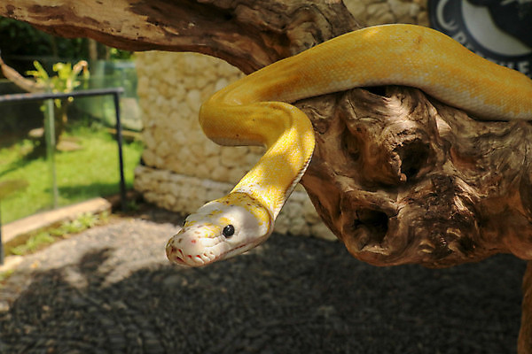 포토 JPG 해외이미지 동물 야생동물 백그라운드 패턴 파충류 자연 동물원 저울 종류 사람없음 반려동물 갈색 노란색 머리 흰색 뱀 닫기 위험 큼 혀 피부 묘사 생물학 육식동물 멸종 내추럴 고립 동물상 버마 이국적 해외포토 교육 컬러 컨셉 무늬 모션 신체부위 조형물 입 크기 생태계 파일형식 이미지허브