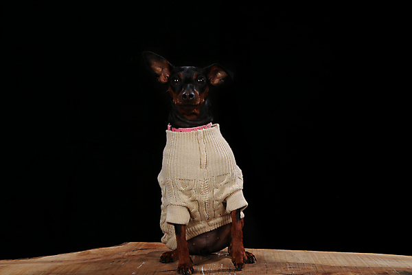 포토 JPG 해외이미지 동물 옷 조각 포즈 백그라운드 날씨 앉기 경사 사람없음 야외 장식 반려동물 조각상 갈색 노란색 유행 검은색 봄 젖음 코트 가을 흰색 직물 개 강아지 보호 4월 모피 크림 싱글 옷입기 몸단장 송곳니 고립 기르기 해외포토 계절 컬러 컨셉 포유류 모션 조형물 외투 날짜 치아 돌봄 파일형식 이미지허브