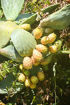 포토 JPG 해외이미지 음식 과일 자연 건강 사람없음 해외포토 생태계 파일형식 이미지허브