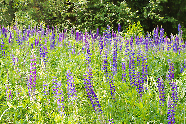 포토 JPG 해외이미지 식물 계절 공원 꽃 백그라운드 잎 꽃무늬 밭 자연 풍경 사람없음 야외 초록색 여름 파란색 컬러풀 환경 정원 보라색 성장 벚꽃 시골 신선 개화 숲 제비꽃 러시아 내추럴 벨로루시 해외포토 공공시설 유럽 컬러 무늬 농업 생태계 파일형식 이미지허브