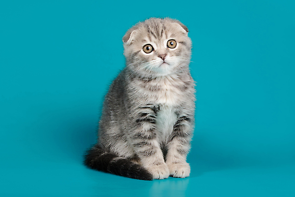 포토 JPG 해외이미지 한마리 응시 새끼 실내 앉기 사람없음 반려동물 귀여움 고양이 파란배경 스코티시폴드 반려묘 해외포토 동물 1 시선 백그라운드 컨셉 포유류 모션 내부 파란색 파일형식 이미지허브