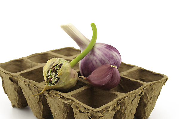 포토 JPG 해외이미지 식물 음식 백그라운드 컨셉 채소 재료 전구 쟁반 건강 마늘 요리 씨앗 사람없음 머리 보라색 수확 성장 흰색 신선 양념 조미료 맛 약초 허브 향신료 유기농 매움 날것 냄새 아로마 향 내추럴 고립 숙성 심기 채식주의자 해외포토 웰빙 컬러 농업 모션 신체부위 풀_식물 채식 향미료 파일형식 이미지허브