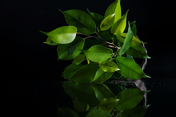 포토 JPG 해외이미지 나무 식물 꽃 화초 백그라운드 잎 자연 주택 실내 건강 사람없음 장식 초록색 정원 검은색 흙 성장 흰색 신선 냄비 작음 오브젝트 싱글 원예 내추럴 고립 심기 왕자 그리너리 해외포토 컬러 모션 취미 내부 건물 솥 크기 생태계 파일형식 트랜드컬러 이미지허브