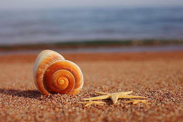 포토 JPG 해외이미지 주간 모래 불가사리 해변 사람없음 야외 조개껍데기 해외포토 자연요소 바다 조개 극피동물 파일형식 이미지허브