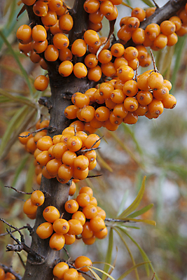 포토 JPG 해외이미지 나무 식물 열매 잎 오렌지 과일 재료 자연 건강 사람없음 야외 관광지 약 노란색 주스 화장품 성장 나뭇가지 신선 관목 내추럴 숙성 식용 추출 노화 해외포토 음료 컬러 여행 컨셉 의학 뷰티 생태계 파일형식 이미지허브