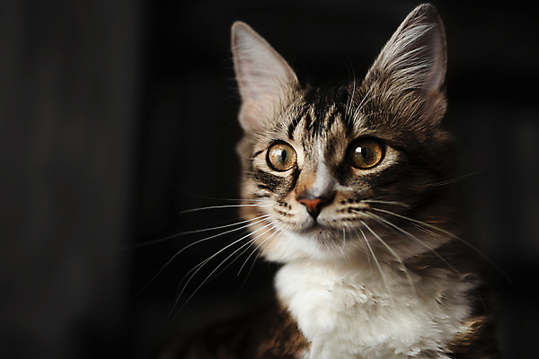 포토 JPG 해외이미지 동물 응시 얼굴 백그라운드 자연 놀이 동물원 경비 앉기 풍경 사람없음 야외 초록색 반려동물 컬러풀 쌓기 검은색 고양이 줄무늬 닫기 콧수염 사냥꾼 솜털 인기 주목 흥미 해외포토 직업 시선 컬러 컨셉 무늬 포유류 모션 수염 안전 신체부위 보호 생태계 파일형식 이미지허브