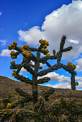 포토 JPG 해외이미지 나무 식물 야생동물 분홍색 여행 백그라운드 꽃무늬 날씨 선인장 건조 풍경 사람없음 야외 초록색 물 컬러풀 환경 보라색 사막 뜨거움 개화 가시 닫기 척추 내추럴 해외포토 자연요소 동물 꽃 컬러 무늬 모션 뼈 파일형식 이미지허브
