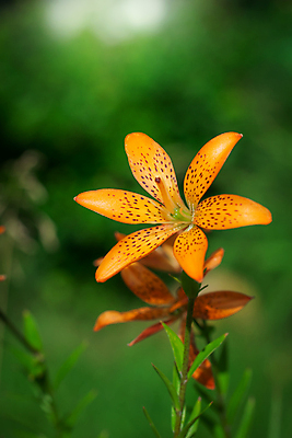 포토 JPG 해외이미지 식물 꽃잎 꽃 백그라운드 꽃무늬 오렌지 자연 프레임 사람없음 컵 여름 노란색 정원 벚꽃 생일 개화 우아함 백합 배열 보케 꽃수술 블러 해외포토 식기 계절 기념일 컬러 컨셉 무늬 과일 생태계 파일형식 이미지허브