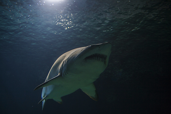 포토 JPG 해외이미지 동물 얼굴 바다 학교 자연 어류 사람없음 물 파란색 검은색 수중 위험 다이빙 육식동물 지느러미 상어 암초 해외포토 자연요소 교육 컬러 컨셉 신체부위 수영 수중동물 생태계 수중스포츠 파일형식 이미지허브