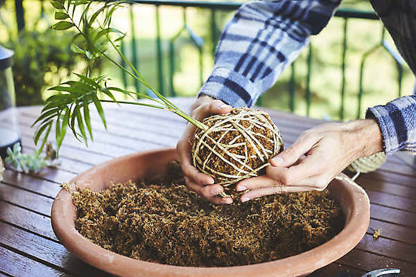 포토 JPG 해외이미지 식물 손 꽃 음식 백그라운드 잎 꽃무늬 농업 재료 공 자연 넥타이 건강 이끼 사람없음 장식 초록색 환경 정원 일본 흙 회색 수확 성장 신선 원형 유기농 원예 분재 내추럴 생태학 채식주의자 해외포토 도형 나무 웰빙 잡화 교육 산업 아시아 컬러 무늬 취미 신체부위 생태계 채식 파일형식 이미지허브