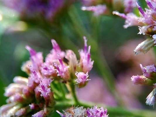 포토 JPG 해외이미지 꽃 음식 백그라운드 잎 채소 재료 자연 건강 사람없음 초록색 약 정원 성장 흰색 신선 습지 약초 질병 인도인 허브 성분 테라피 내추럴 돌봄 이국적 추출 해외포토 외국인 식물 컬러 의학 모션 동양인 뷰티 풀_식물 생태계 파일형식 이미지허브