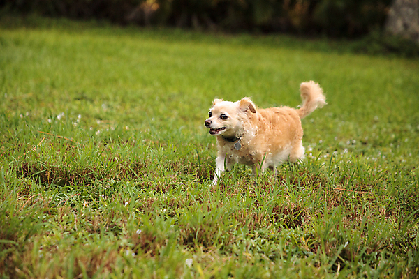 포토 JPG 해외이미지 동물 자연 사람없음 반려동물 달리기 탐험 개 치와와 송곳니 해외포토 포유류 모션 치아 생태계 파일형식 이미지허브