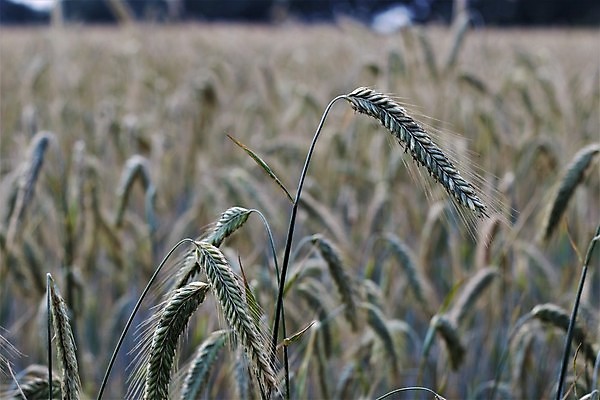 포토 JPG 해외이미지 식물 계절 음식 백그라운드 밭 농업 자연 사람없음 여름 태양 농장 시골 닫기 시리얼 유기농 귀 내추럴 밭일 호밀 해외포토 자연요소 웰빙 산업 모션 곡류 신체부위 생태계 파일형식 이미지허브